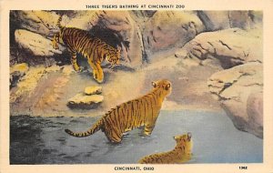 Tigers Cincinnati, Ohio Zoo Unused 