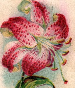 1880s Arm & Hammer Beautiful Flowers N0. 9 Japanese Lily P176