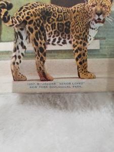 Antique Postcard, New York Zoological Park  Jaguar Senior Lopez