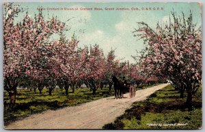 Vtg Grand Junction Colorado CO Apple Orchard In Bloom Mesa D&R.G.R.R. Postcard