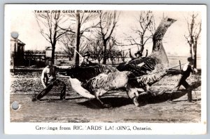 Taking Our Geese To Market, 1950 Richards’ Landing Ontario Exaggeration Postcard