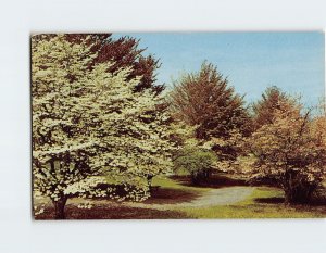 Postcard Dogwood at beautiful Thornrose Staunton Virginia USA