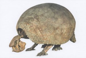 Glyptodon Clavipes Dinosaur London Museum Exhibit Postcard