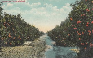 United States scenic irrigating an orange orchard vintage postcard