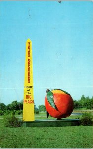 1960s Yates Orchards Highway 41 Vincennes IN Home of the Big Peach Postcard