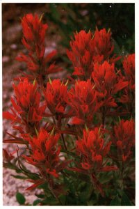 Indian Paintbrush Flower BIN