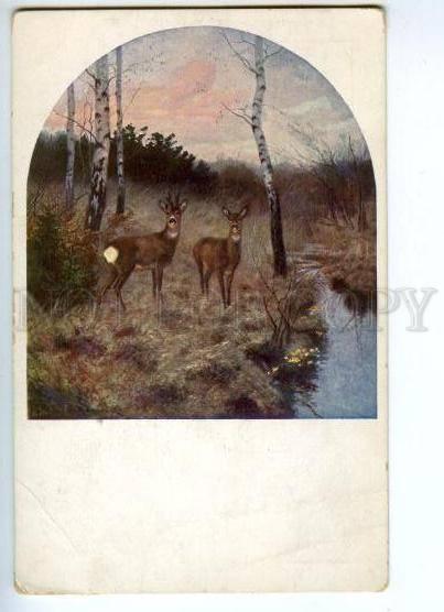 168805 HUNT Young DEER by Carl DOMBROWSKI vintage color PC