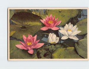 Postcard Pond Lily