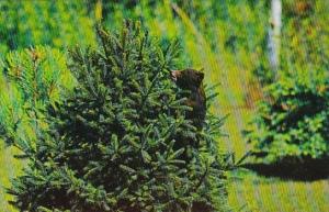 Black Bear Cub Playing With Christmas Tree