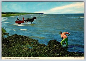 Gathering Irish Moss, Prince Edward Island, Canada, Chrome Postcard