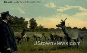 Elk, Riverside Park - Indianapolis s, Indiana IN  
