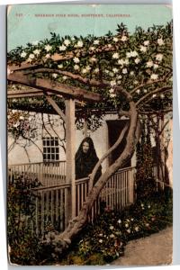 Sherman Rose Bush, Monterey California Vintage Postcard I05