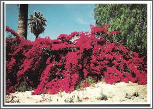 Arizona Bougainvillea - [AZ-069X]