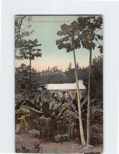 Postcard Papaw and Banana Trees Bermuda British Overseas Territory