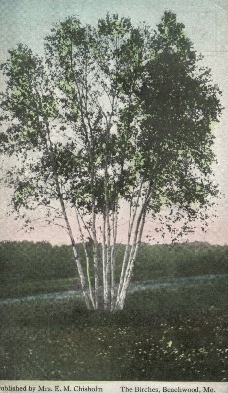Vintage Postcard 1914 The Birches Tress in Meadow Beachwood Maine ME