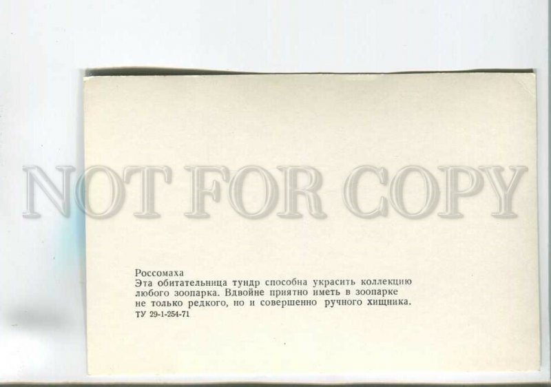 199370 RUSSIA ZOO wolverine old postcard