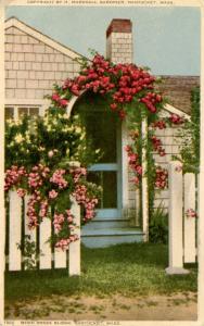 MA - Nantucket. When Roses Bloom