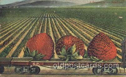 Giant Strawberry Exaggeration Postcard Post Card  Giant Strawberry