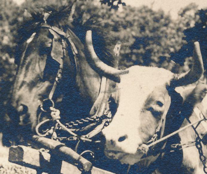 RPPC Odd Couple Horse and Ox Team - Isle of Orleans QC, Quebec, Canada - pm 1948