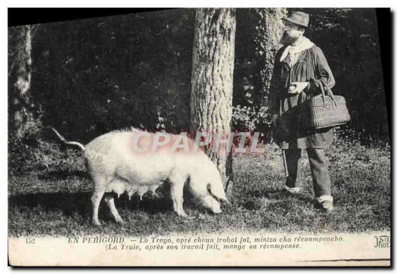 CPA Cochon Porc Folklore La recolte de la truffe en Perigord TOP