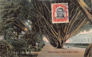 L041 Costa Rica 1917 Indian Laurel Trees Limon Park vintage postcard
