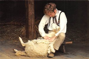 A Sheep Is Sheared, Old Sturbridge Village, Sturbridge Ma. USA  