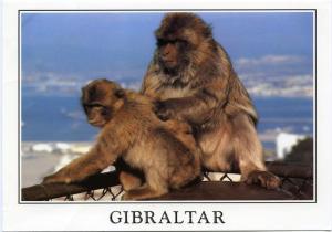 Gibraltar - Rock Apes