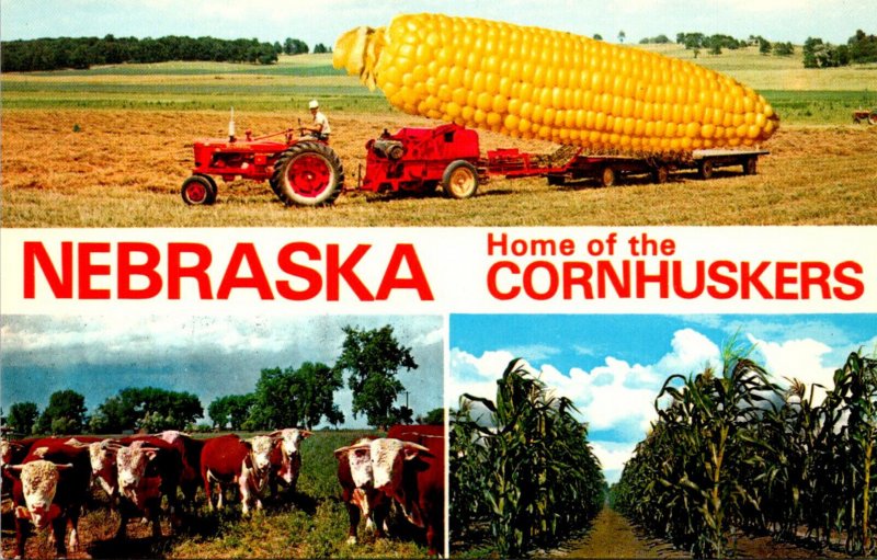 Nebraska Home Of The Cornhuskers Split View With Large Ear Of Corn Cattle and...