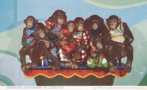 Chimpanzee Performers St Louis Zoo 1955