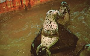 Vintage Postcard Seaside Aquarium Harbor Seals Mammals Famous Oregon Coast 