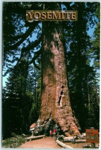 M-12039 Grizzly Giant Yosemite National Park California