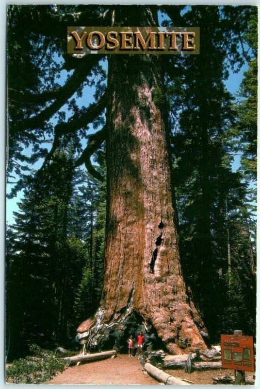 M-12039 Grizzly Giant Yosemite National Park California