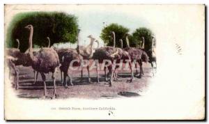 Old Postcard Ostrich Farm Ostrich Southern California USA