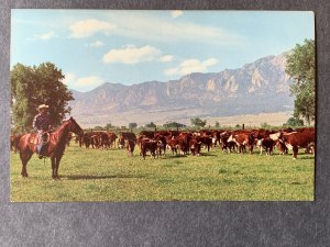 Beef Steak On The Hoof Chrome Postcard H1237082954