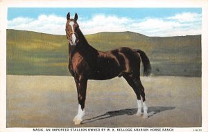 Nasik, an imported Stallion Owned by W.K. Kellogg Arabian Horse Ranch Unused 