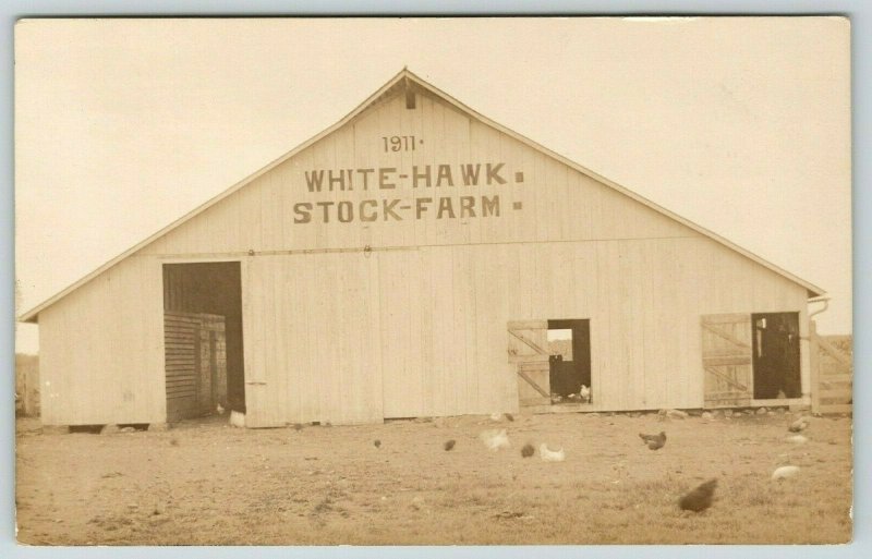 Real Photo Postcard~White Hawk Stock Farm Barn~Chickens in Barnyard~1911 RPPC