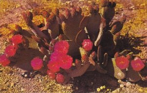 Prickly Pear Cactus In Bloom Flowers