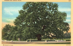 Vintage Postcard 1920's Bidwell Park Hooker Oak Giant Tree Chico California CA