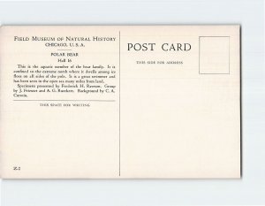 Postcard Polar Bear, Hall 16, Field Museum Of Natural History, Chicago, Illinois