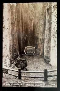 Vintage Postcard 1930-1945 Shrine of the Redwoods, California CA  (RPPC)