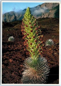 M-74888 The Rare and Exotic Silversword in Bloom, Haleakala, Maui, Hawaii