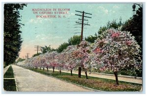 1909 Magnolios In Bloom On Oxford Street Rochester New York NY Posted Postcard