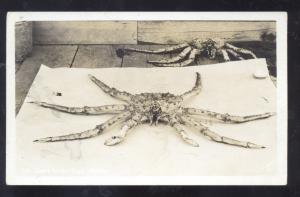 RPPC ALASKAN KING CRAB ALASKA FISHING CRABS VINTAGE REAL PHOTO POSTCARD