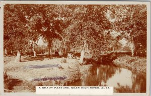 Shady Pasture near High River Alberta AB Cows Real Photo Postcard G77 *as is