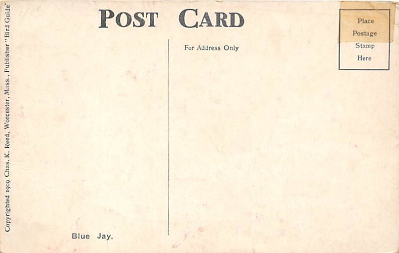 Blue Jay Bird Unused 