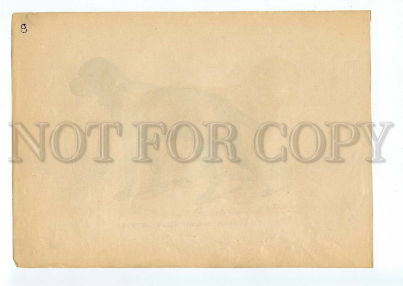 099580 BOURBONNAS POINTER Braque VINTAGE RUSSIAN POSTER