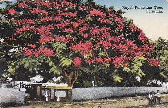 Bermuda Royal Poiciana Tree 1933