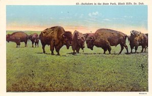 Buffaloes In State Park Black Hill, South Dakota, USA Buffalo Unused 