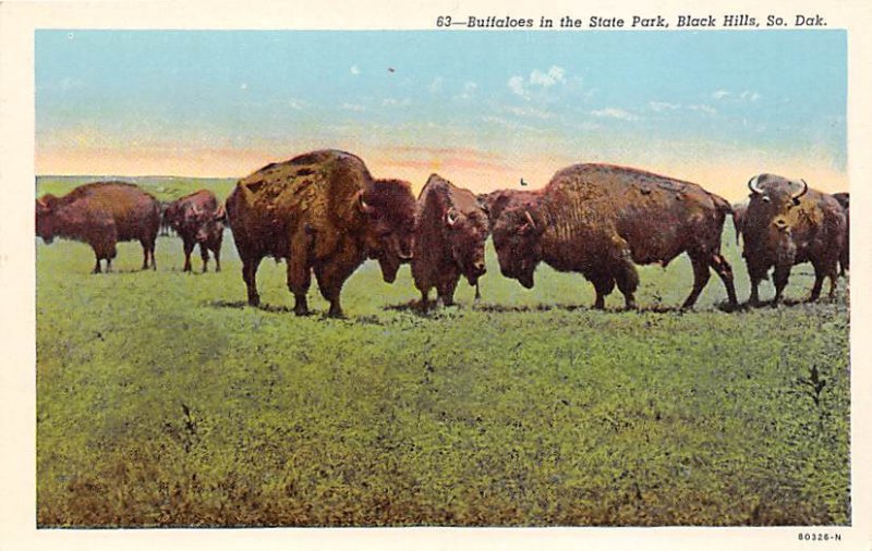 Buffaloes In State Park Black Hill, South Dakota, USA Buffalo Unused 