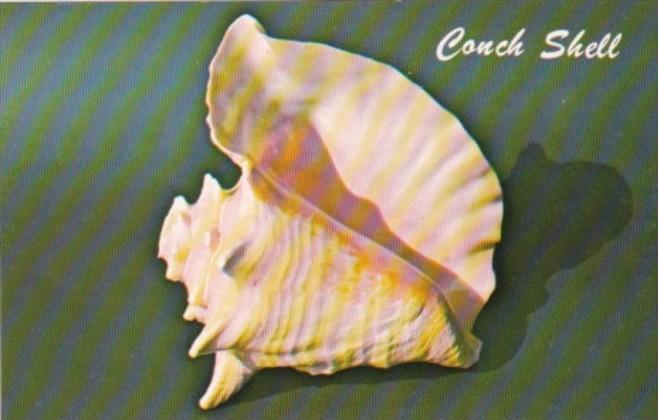 Pink Conch Or Queen Conch Shell